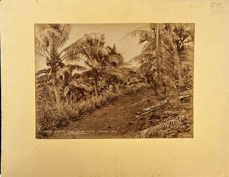 Item #15124 Among the Cocoa Nuts - Mango - Fiji. Photograph