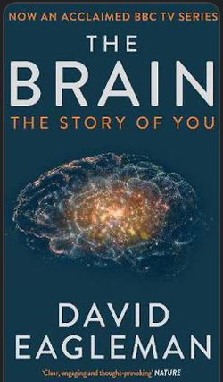 Item #31334 The Brain : The Story of You. David Eagleman